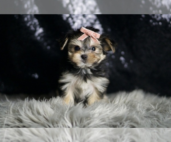 Medium Photo #4 Morkie Puppy For Sale in WARSAW, IN, USA