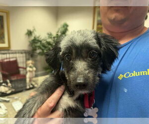 Poodle (Miniature)-Unknown Mix Dogs for adoption in Holly Springs, NC, USA