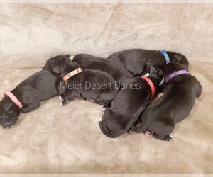 Great Dane Puppy for sale in MOSES LAKE, WA, USA