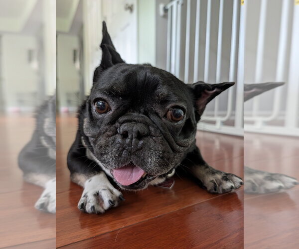 Medium Photo #13 French Bulldog Puppy For Sale in Mundelein, IL, USA