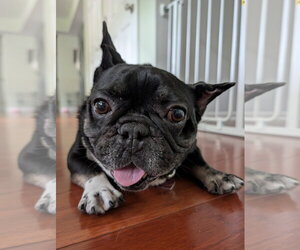Weezer - Male French Bulldog Dog for Adoption - Photo #13