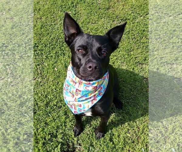 Medium Photo #2  Puppy For Sale in , 