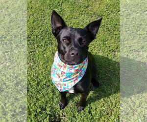 Labrador Retriever-Unknown Mix Dogs for adoption in McKinney, TX, USA