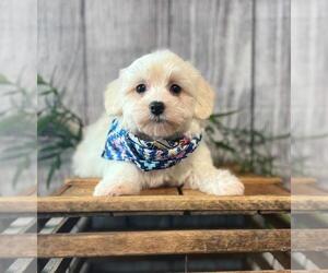 Havanese Puppy for sale in ORO VALLEY, AZ, USA