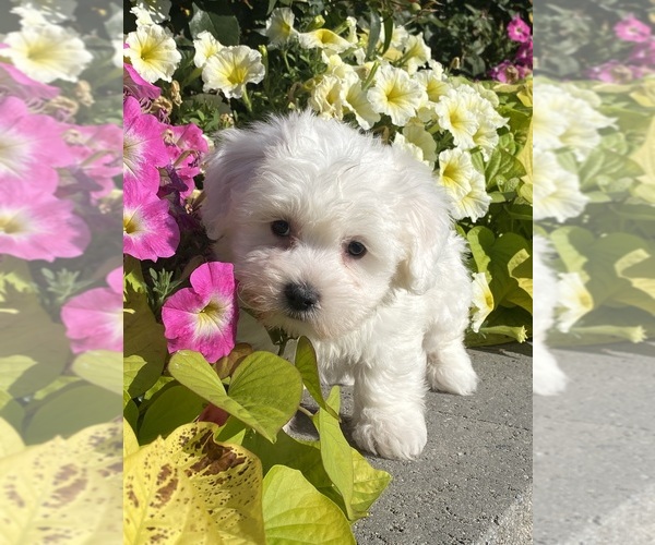 Medium Photo #4 Coton de Tulear Puppy For Sale in CANOGA, NY, USA