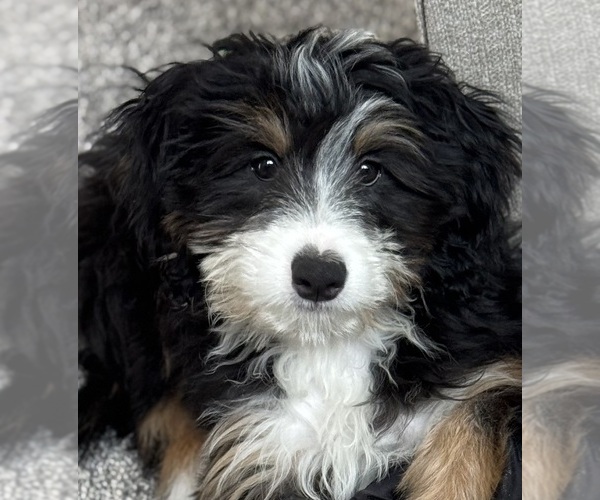 Medium Photo #5 Bernedoodle (Miniature) (+ Poodle Miniature) Puppy For Sale in WESTERVILLE, OH, USA