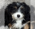 Small #4 Bernedoodle (Miniature) (+ Poodle Miniature)