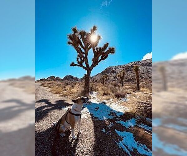 Medium Photo #4 Bullboxer Pit Puppy For Sale in Dana Point, CA, USA