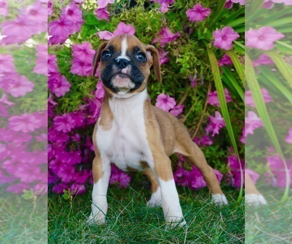 Medium Photo #3 Boxer Puppy For Sale in NAPPANEE, IN, USA