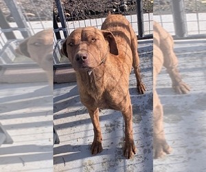 Mother of the Chesapeake Bay Retriever puppies born on 02/06/2026