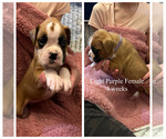 Small Photo #3 Boxer Puppy For Sale in CITRUS HEIGHTS, CA, USA