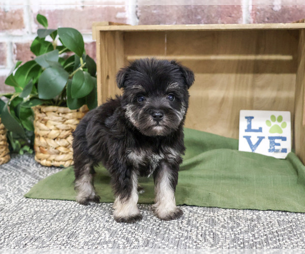 Medium Photo #4 Schnauzer (Miniature) Puppy For Sale in SYRACUSE, IN, USA