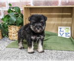 Small #3 Schnauzer (Miniature)