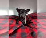 Puppy 1 French Bulldog