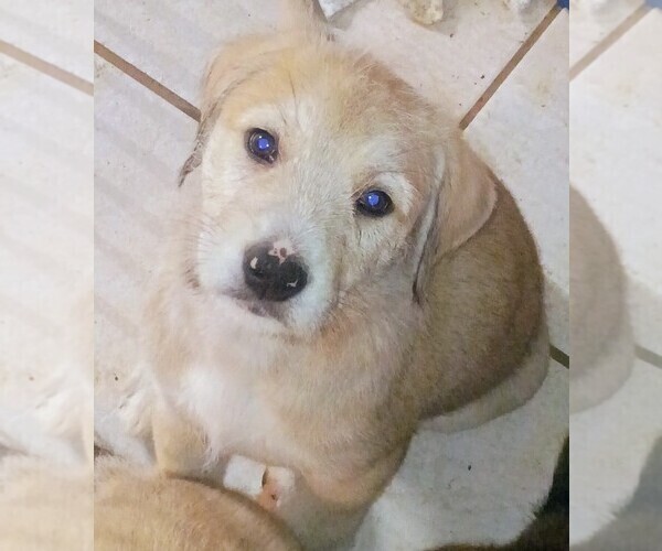 Medium Photo #1 German Shepherd Dog-Schnauzer (Standard) Mix Puppy For Sale in JONESBORO, GA, USA
