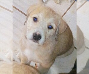 German Shepherd Dog-Schnauzer (Standard) Mix Puppy for sale in JONESBORO, GA, USA