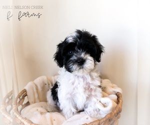 Maltipoo Puppy for sale in HUNTSVILLE, TX, USA