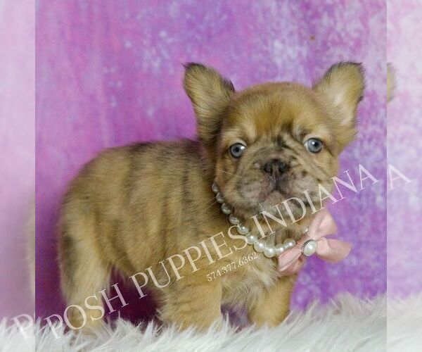 Medium Photo #4 French Bulldog Puppy For Sale in WARSAW, IN, USA
