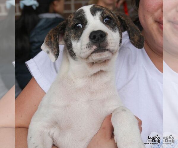 Medium Photo #4 Labrador Retriever-Unknown Mix Puppy For Sale in Washington, DC, USA