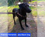 Small #5 Labrador Retriever Mix