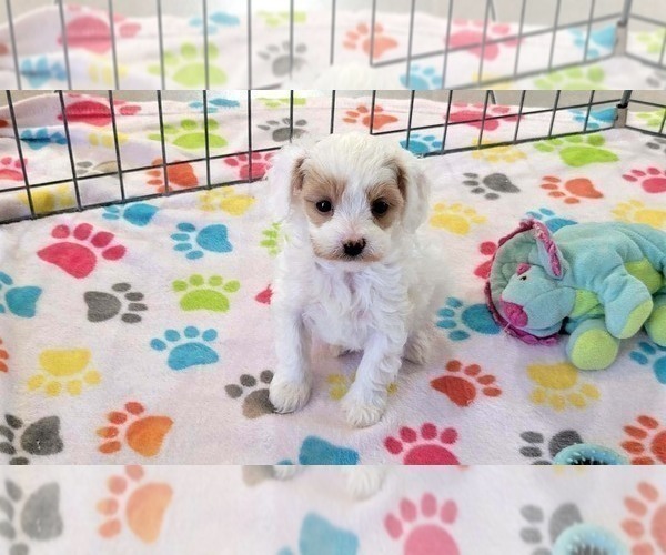 Medium Photo #12 Cavapoo (Miniature)-Poodle (Toy) Mix Puppy For Sale in ORO VALLEY, AZ, USA