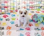 Small #11 Cavapoo (Miniature)-Poodle (Toy) Mix
