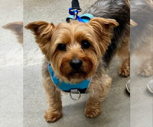 Mutt Dogs for adoption in Fairfax, VA, USA