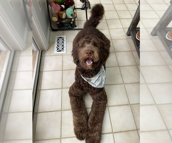 Medium Photo #3 Labradoodle Puppy For Sale in MIDDLETOWN, DE, USA