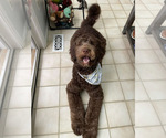 Small #2 Labradoodle