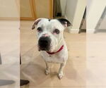 Small #18 American Staffordshire Terrier
