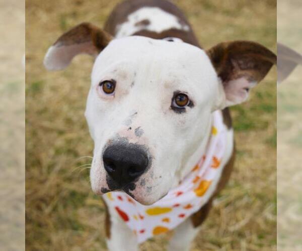 Medium Photo #1 American Staffordshire Terrier-Unknown Mix Puppy For Sale in San Antonio, TX, USA