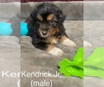 Puppy Kendrick Jr Miniature Australian Shepherd