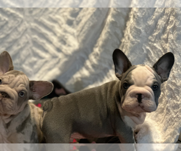 Medium Photo #6 French Bulldog Puppy For Sale in JUNCTION CITY, OR, USA