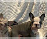 Small Photo #6 French Bulldog Puppy For Sale in JUNCTION CITY, OR, USA