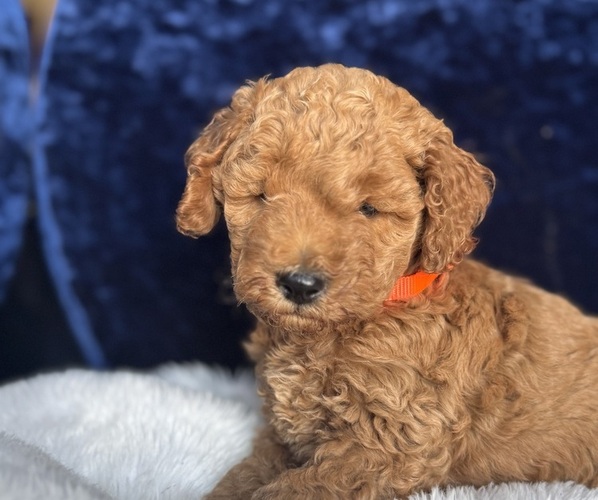 Medium Photo #1 Goldendoodle (Miniature) Puppy For Sale in SAN FERNANDO, CA, USA