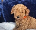 Image preview for Ad Listing. Nickname: Orange