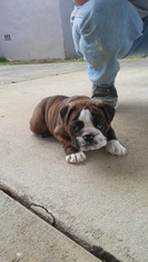 English Bulldog Puppy for sale in MONTGOMERY, AL, USA