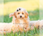 Small Photo #57 Maltipoo (Miniature) Puppy For Sale in WARSAW, IN, USA