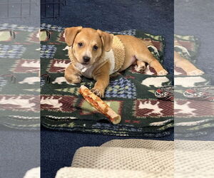 Beagle-Unknown Mix Dogs for adoption in Parker Ford, PA, USA