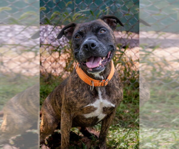 Medium Photo #5 American Pit Bull Terrier Puppy For Sale in Evansville, IN, USA
