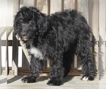 Small Photo #3 Aussiedoodle Puppy For Sale in FREDERICKSBURG, OH, USA