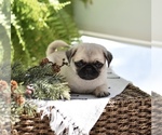 Small #2 Pug
