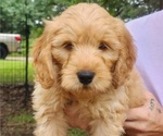 Small #3 Goldendoodle