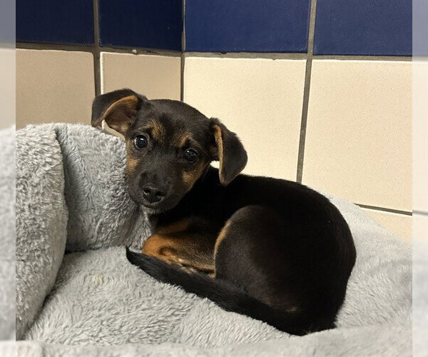 Medium Photo #1 Dachshund-German Shepherd Dog Mix Puppy For Sale in Fort Wayne, IN, USA