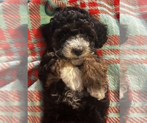 Poodle (Miniature) Puppy for sale in NACOGDOCHES, TX, USA