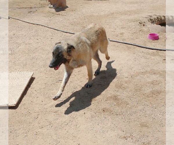 Medium Photo #2 Mutt Puppy For Sale in Apple Valley, CA, USA