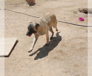 Lily - Female Mutt Dog for Adoption - Photo #2