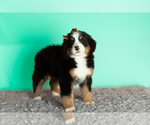 Small Photo #2 Bernese Mountain Dog Puppy For Sale in WOLCOTTVILLE, IN, USA