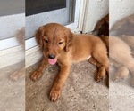Small Photo #2 Golden Irish Puppy For Sale in TEMPE, AZ, USA