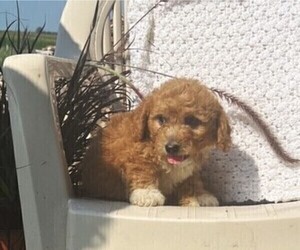 Cavachon Puppy for sale in THORP, WI, USA